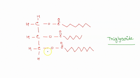 class-of-lipid-characteristic-fatty-acids-long-hydrocarbon-chain-with-carboxylic-acid-group-waxes-esters-of-_-fatty-acid-and-long-chain-alcohol-triacylglycerols-triesters-of-glycerol-and-fat-28749