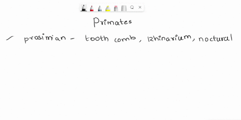 match-the-traits-on-the-left-to-the-group-of-primates-that-exhibit-them-on-the-right-a-prosimian-b-new-world-monkey-c-old-world-monkey-d-ape-tooth-comb-broad-thorax-broad-nose-rhinarium-noct-36888