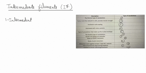 biol-3400k-summer-2020-chapter-1-cytoskeleton-name-complete-the-chart-below-by-writing-intermediate-filaments-if-microtubules-mt-or-actin-filaments-af-next-to-the-appropriate-description-not-09598
