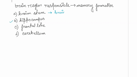 which-of-the-following-brain-regions-is-responsible-for-formation-of-new-memories-a-brain-stem-b-hip-34714