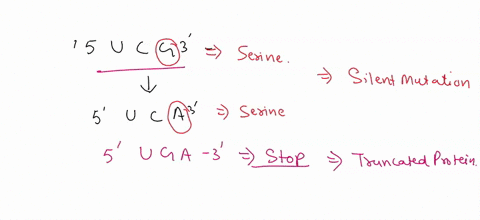 q3-a-point-mutation-in-the-codon-that-changes-the-codon-5-ucg-3-to-5-uca-3-has-no-effect-on-the-corresponding-protein-but-a-change-to-5-uga-3-has-drastic-effects-_-explain-q3a-in-a-step-wise-13436