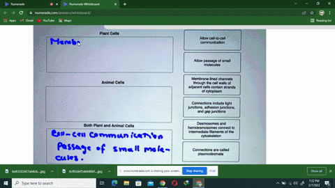 classify-the-following-characteristics-based-on-whether-they-are-describing-plant-cell-junctlons-anlmal-cell-junctions-_-or-both-plant-celle-allow-coll-to-coll-communication-allow-passage-sm-80723