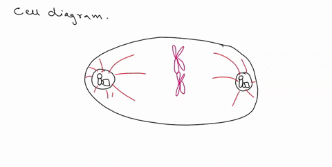 the-cell-diagram-below-box-b-is-what-stage-of-the-somatic-cell-cycle-0-a-metaphase-b-telophase-with-cytokinesis-c-anaphase-d-prophase-qe-interphase-65075