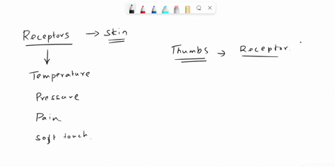 how-does-the-concentration-of-touch-receptors-seem-to-vary-from-region-to-region-21961