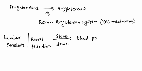 2-put-the-following-steps-in-order-from-6-regarding-the-renin-angiotensin-system-aldosterone-is-released-from-the-adrenal-gland-angiotensin-ii-stimulates-the-adrenal-gland_-ace-converts-angi-80833