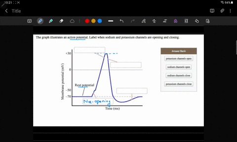 the-graph-illustrates-an-action-potential-label-when-sodium-and-potassium-channels-are-opening-and-closing-answer-bank-30-potassium-channels-open-3-l-rest-potential-50-70-sodium-channels-ope-70287