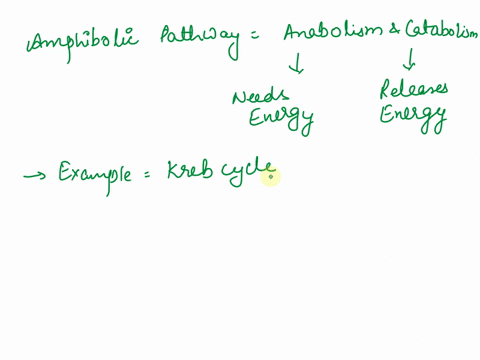 define-the-term-amphibolic-pathway-and-explain-how-the-citric-acid-cycle-meets-the-criteria-10144
