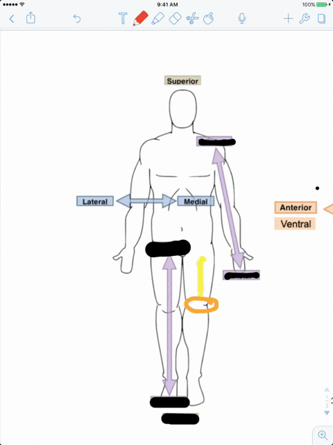the-femur-is-or-to-the-patella-and-superior-or-to-the-pedal