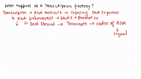 what-happens-at-a-transcription-factory-describe-in-detail-the-processes-and-interactions-involved-20011