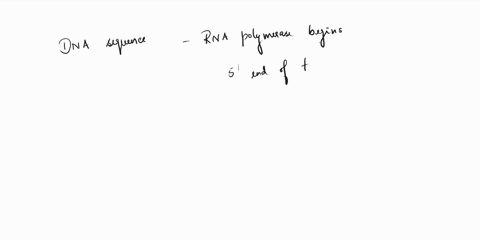 in-eukaryotes-promoter-is-the-region-of-o-a-plasmid-that-binds-the-enzymes-for-replication-o-thc-mrna-that-binds-to-a-ribosome-the-dna-that-binds-rna-polymerase-the-dna-that-binds-dna-polyme-03908