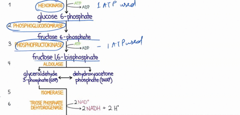in-addition-to-atp-what-are-the-end-products-of-glycolysis-group-of-answer-choices-a-co2-and-nadh-b-co2-and-pyruvate-c-h2o-fadh2-and-citrate-d-co2-and-h2o-e-nadh-and-pyruvate-68955