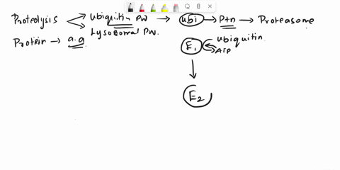 biochemistry-question-which-of-the-following-is-not-utilized-for-protein-degradation-in-eukaryotes-a-atp-b-ubiquitin-ligases-c-deubiquitinases-d-lon-protease-e-proteasome-63995