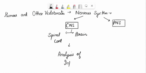 describe-the-structures-and-functions-of-the-neurons-and-neuroglia-of-the-cerebrum-the-cerebellum-the-diencephalon-and-the-brain-stem-describe-the-structures-and-functions-of-the-schwann-cel-45742