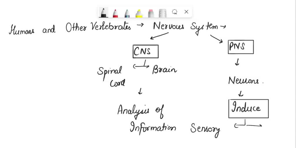 SOLVED: Texts: What are vestibular receptors? What do they do? What is