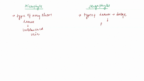 how-do-microphylls-differ-from-megaphylls-each-microphyll-has-only-single-vascular-strand-while-megaphylls-have-more-than-one-vascular-strand_-microphylls-are-found-only-in-nonvascular-plant-66242