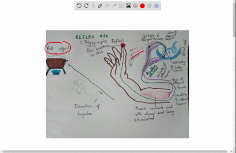 Solved Draw A Labelled Diagram Of Neuron Solved Draw A Labelled Diagram Of Neuron