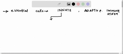 what-are-the-essential-cells-of-innate-and-adaptive-immune-system-and-how-do-they-work-on-the-bodys-defense-against-microbes-or-pathogens-list-in-bullet-form-ex-a-name-of-the-cell-its-functi-50839