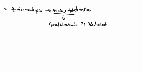 16-list-the-following-events-in-the-order-they-occur-athe-motor-end-plate-is-depolarized-bthe-sarcomeres-contract-cacetyl-choline-is-released-from-the-axon-terminal-into-the-synaptic-cleft-d-77577