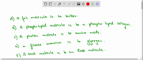 a-nucleotide-molecule-is-to-nucleic-acids-as-_______-question-9-options-a-fat-molecule-is-to-butter-a-phospholipid-molecule-is-to-a-phospholipid-bilayer-a-protein-molecule-is-to-amino-acids-62788