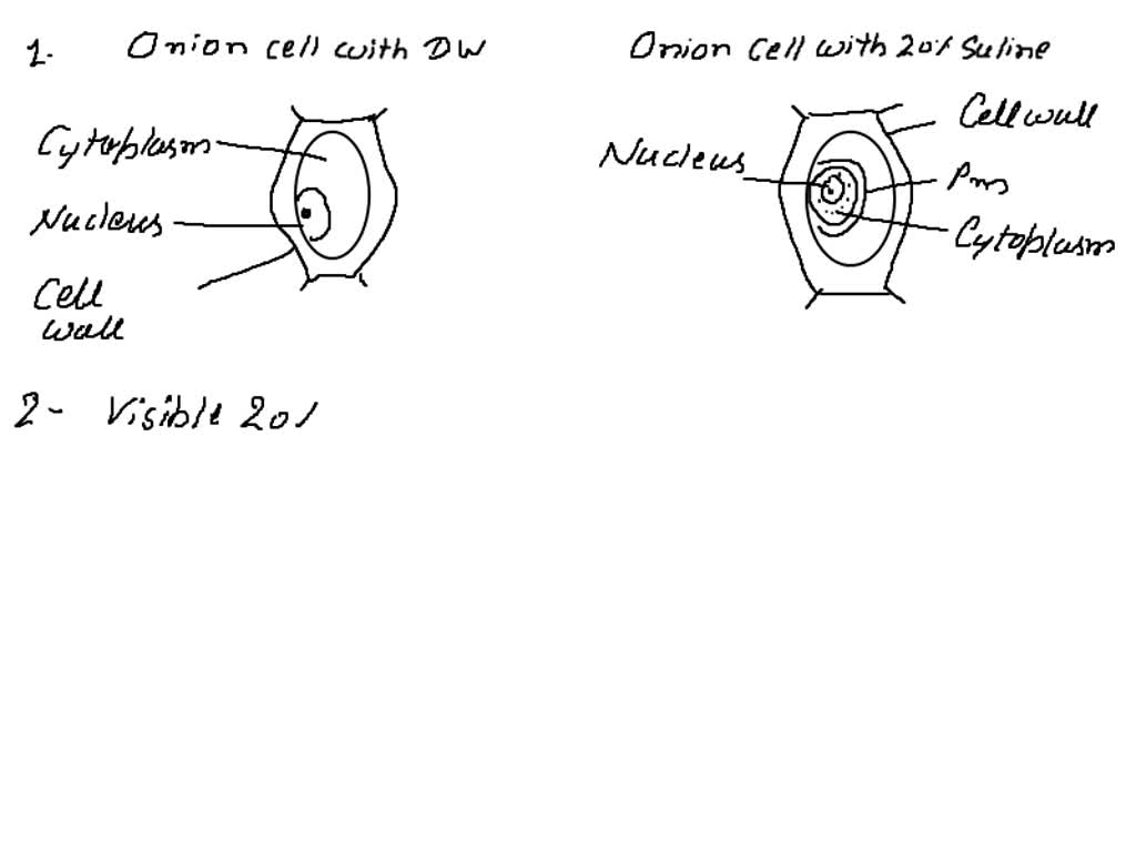 onion bulb cell