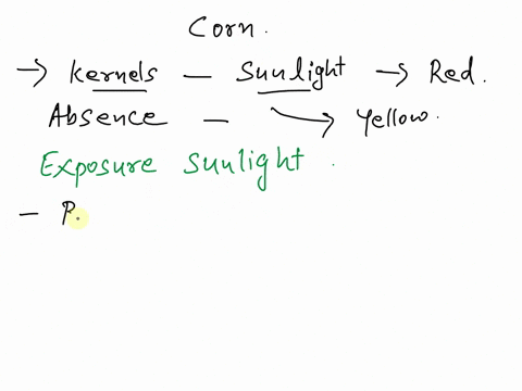 in-a-particular-variety-of-corn-the-kernels-turn-red-when-exposed-to-sunlight-in-the-absence-of-sunlight-the-kernels-remain-yellow-based-on-this-information-it-can-be-concluded-that-the-colo-43715