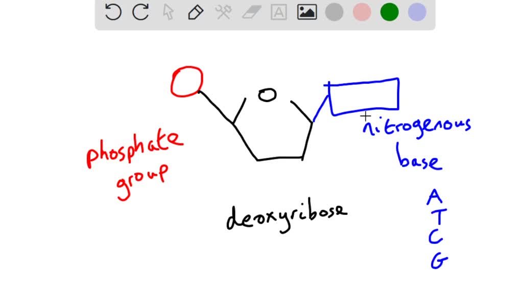 Which Of The Following Is Not A Nucleotide Which of the following is not a component of nucleotides, the building