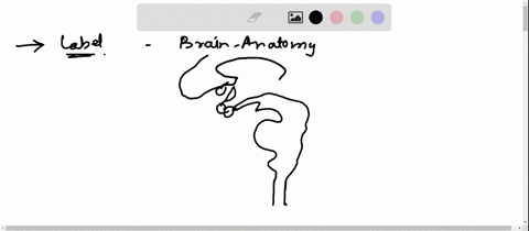 art-labeling-activitybrain-anatomy-urag-une-appropnate-abes-to-tner-respecuve-urgeus-reset-help-caudate-nucleus-pons-putamen-and-midbrain-hypothalamus-cerebral-hemispheres-amygdala-cerebellu-43359