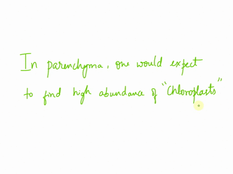 what-cell-organelle-would-you-expect-to-be-abundant-in-the-parenchyma-of-the-leaf-73081