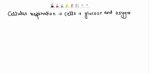 which-cell-organelle-is-the-site-of-cellular-respiration-02168