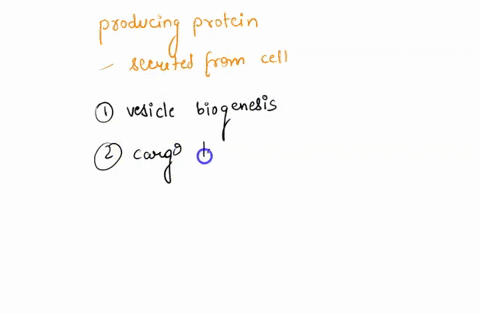describe-the-steps-involved-in-producing-a-protein-that-is-secreted-from-a-cell-85295