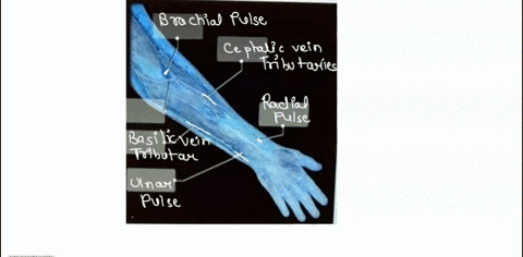 blood-vossels-artcries-blood-pressure-label-the-blood-vessels-using-the-hints-provided-044-poinis-basilc-and-enoutanas-skapco-ulnar-pulse-brachial-pu-30-median-cubtal-cuchaic-va-4nd-tnbulano-71215