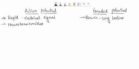 describe-the-difference-between-an-action-potential-and-a-graded-potential-eg-excitatory-and-inhibitory-post-synaptic-potentials-where-in-the-nervous-systems-do-graded-potentials-occur-66923