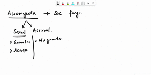 in-asexual-reproduction-of-ascomycota-which-of-the-following-is-true-a-karyogamy-takes-place-b-an-ascocarp-is-formed-c-asexual-conidia-spores-are-produced-d-meiosis-is-performed-26224