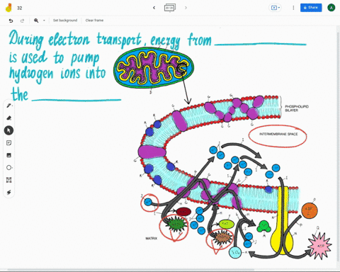 during-electron-transport-energy-from-_____-is-used-to-pump-hydrogen-ions-into-the-_____-55197