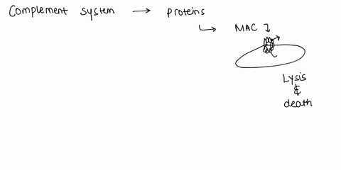 question-9-2-points-all-of-the-following-are-direct-consequences-of-complement-activation-except-formation-of-memory-b-cells-stimulation-of-the-inflammatary-response-recruitment-of-white-blo-89464