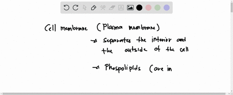 which-one-of-the-following-statements-about-membranes-is-correct-a-the-major-components-of-the-plasma-membrane-of-plant-cells-are-polysaccharides-b-because-of-their-size-proteins-are-only-fo-35153