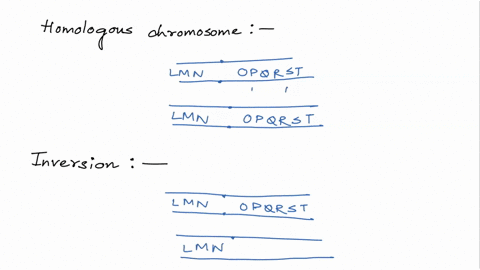 draw-a-pair-of-homologous-chromosomes-as-they-would-be-matched-during-prophase-i-if-they-had-a-paracentric-inversion-be-sure-to-give-yourself-plenty-of-space-so-drawing-is-clear-let-the-orig-87101
