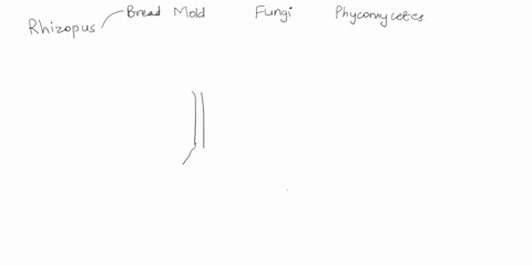 40ox-wm-make-a-sketch-of-rhizopus-at-4oox-and-upload-it-here-with-the-following-structures-labeled-mycelium-hyphae-rhizoids-sporangium-zygosporangium-sporangiophore-95212