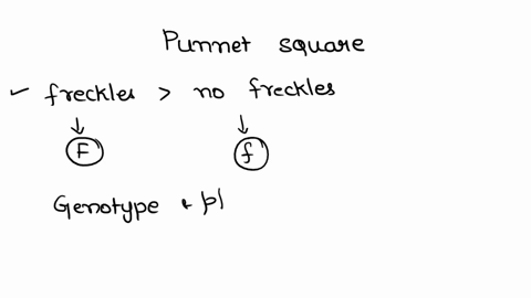 lab-10-punnett-square-problems-in-humans-freckles-are-dominant-to-no-freckles-f-represents-the-freckle-allele-while-f-represents-the-no-freckle-allele-what-are-the-genotype-and-phenotype-rat-44622