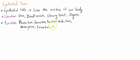 select-all-of-the-following-that-are-characteristics-that-apply-to-epithelial-tissues-cells-scattered-in-a-mnatrix-tightly-packed-cells-branching-extensions-d-have-3-basement-mcmbranc-excita-68583