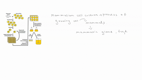 what-are-the-best-ways-to-identify-contamination-in-mammalian-cell-culture-give-three-examples-of-potential-contaminants-in-mammalian-cell-culture-and-draw-pictures-of-them-when-observed-und-30836