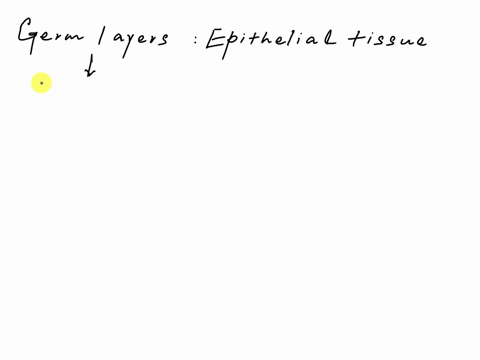 which-of-the-following-germ-layers-gives-rise-to-epithelial-tissue-a-ectoderm-b-mesoderm-c-endoderm-d-a-and-c-e-b-and-c-f-all-of-the-above-06547
