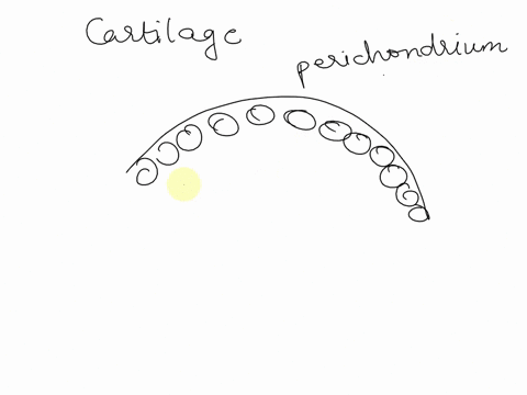 chondrocytes-are-mature-cartilage-cells-within-the-and-they-are-derived-from-a-perichondrium-fibroblasts-c-lacunae-fibroblastsb-perichondrium-chondroblasts-d-lacunae-chondroblast-63675