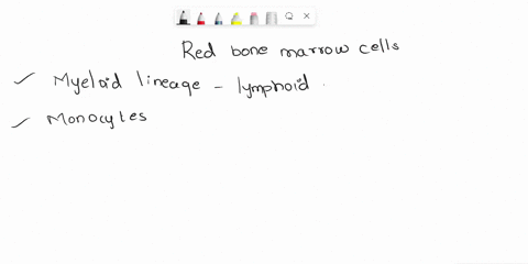 multiple-choice-what-type-of-red-bone-marrow-cells-can-become-any-type-of-formed-element-myeloid-stem-cells-multipotent-stem-cells-lymphatic-stem-cells-totipotent-stem-cells-which-type-of-le-92526