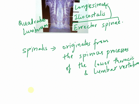 label-the-deep-back-muscle-of-the-cadaver-by-cicking-and-dragging-the-labels-to-the-correct-location-the-trapeziuslatissimus-dorst-thomboidsand-serratus-postenor-have-been-removed-niocostali-49544