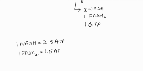 46when-palmitic-acida-saturated-16-carbon-containing-fatty-acid-is-completely-oxidized-in-mitochondria-how-many-atp-molecules-can-be-produced-from-the-beta-oxidation-a108atp-b107atp-c30atp-d-37714