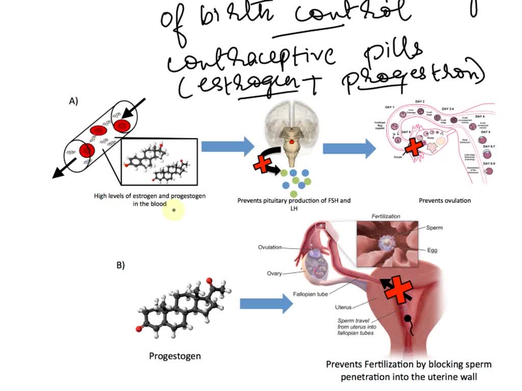 SOLVED create a visual representation of the signal transduction