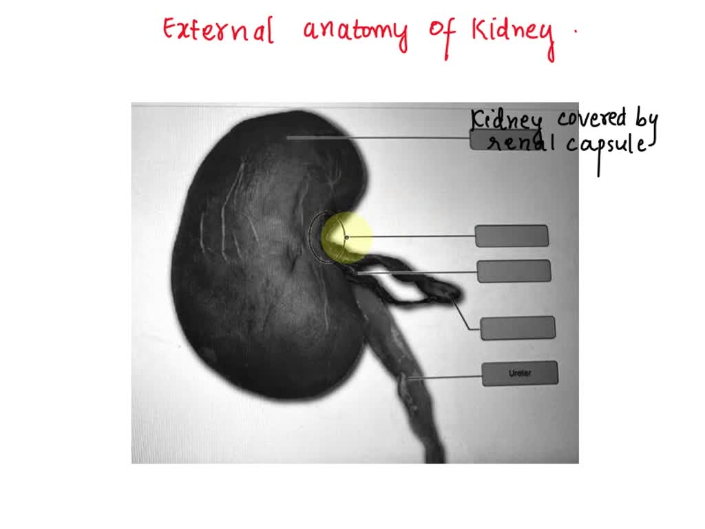 SOLVED: Art-labeling Activity: External Anatomy of the Kidney Renal ...