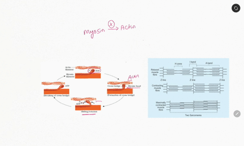 in-the-sliding-filament-model-what-would-happen-if-myosin-did-not-attach-to-actin-filaments-a-the-muscle-would-be-permanently-relaxed-b-the-muscle-would-contract-uncontrollably-causing-spasm-84112