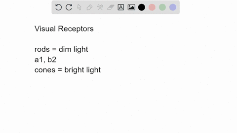 match-each-type-of-visual-receptor-with-its-function-a-rods-b-cones-1-used-for-dim-light-largely-i-2-32595
